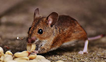 24 Hour & Emergency Exterminators in Novi, MI